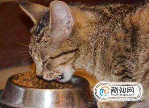 不同階段的貓咪如何餵養