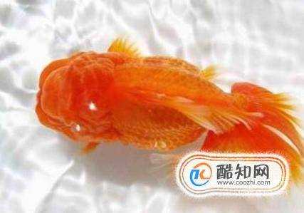 金魚炸鱗怎麼治