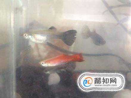 孔雀魚為什麼總是死