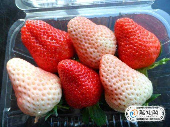 白草莓是變異產生的嗎