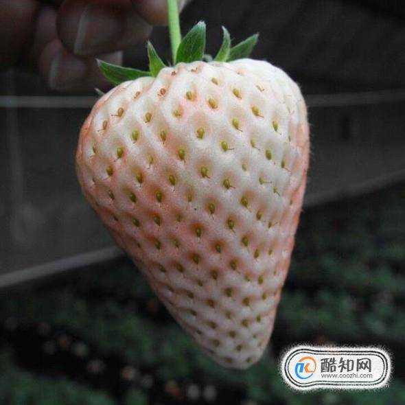 白草莓是變異產生的嗎