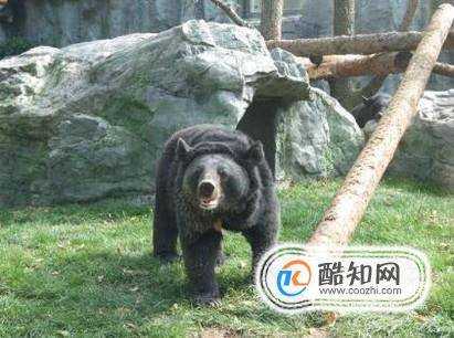 去北京動物園看什麼動物