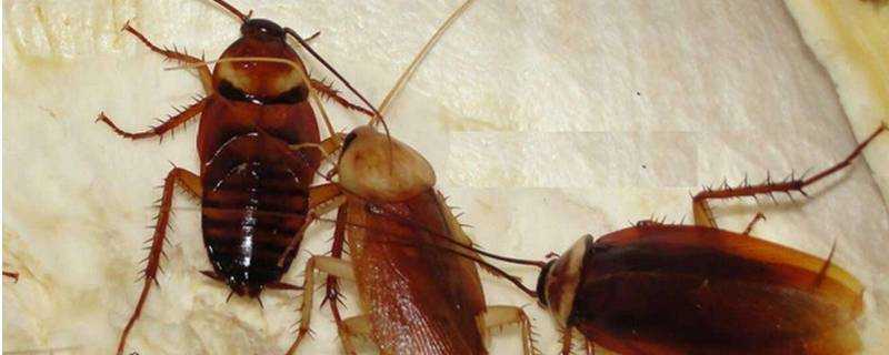 蟑螂一般躲在家裡的什麼地方