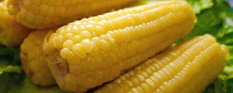 玉米隔水蒸多久能熟