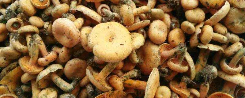 松樹菇怎麼做好吃