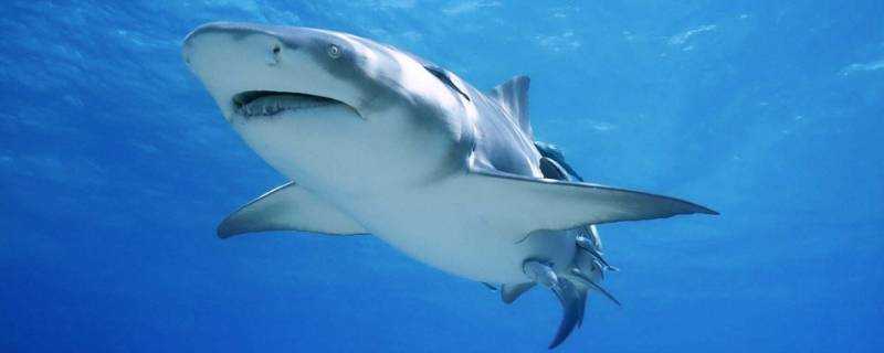 鯊魚用什麼呼吸