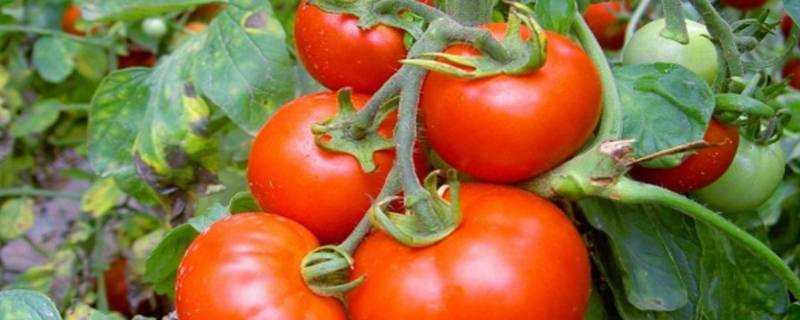 西紅柿怎麼儲存到冬天吃