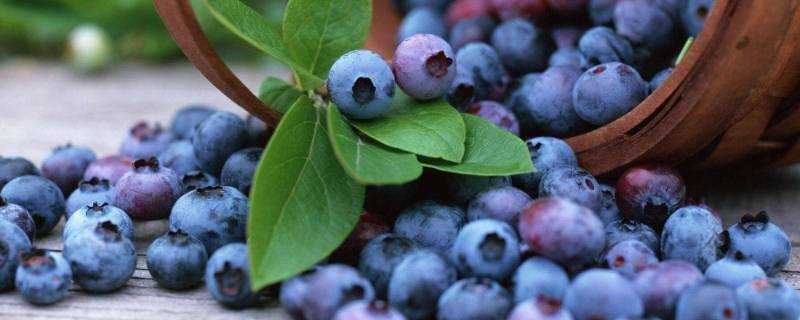 藍莓怎麼儲存 冷藏 還是冷凍
