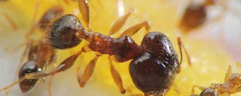 小黃家蟻咬人有毒嗎