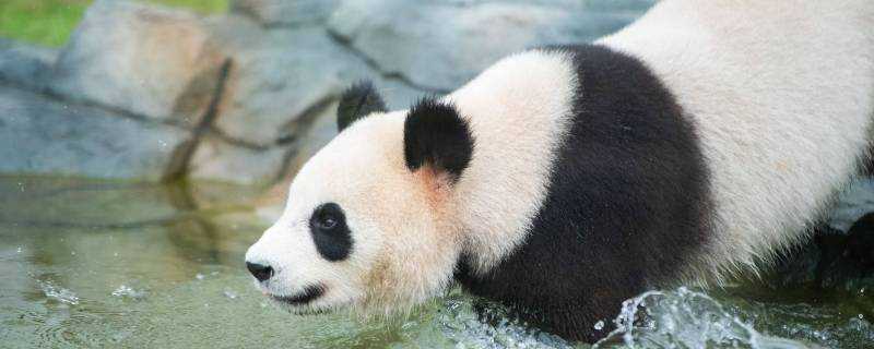 熊貓的介紹和特點