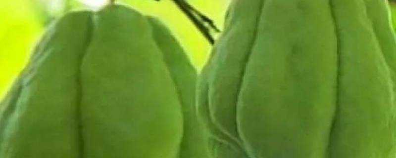 佛手瓜怎麼吃