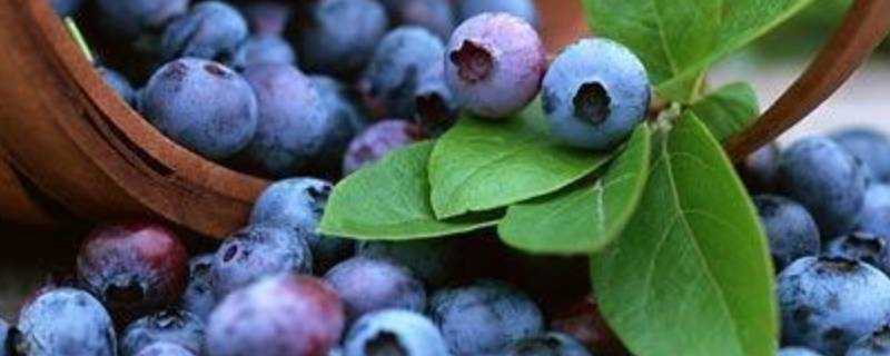 藍莓一天吃多少為宜