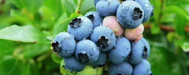 藍莓榨汁搭配什麼水果