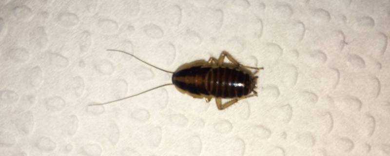 蟑螂怕熱水燙嗎