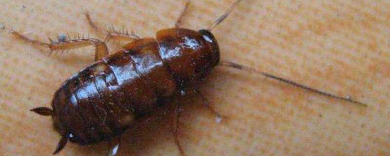 蟑螂在冰箱裡能存活嗎