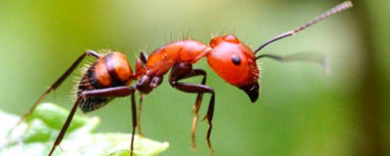 家裡有紅螞蟻怎麼消滅
