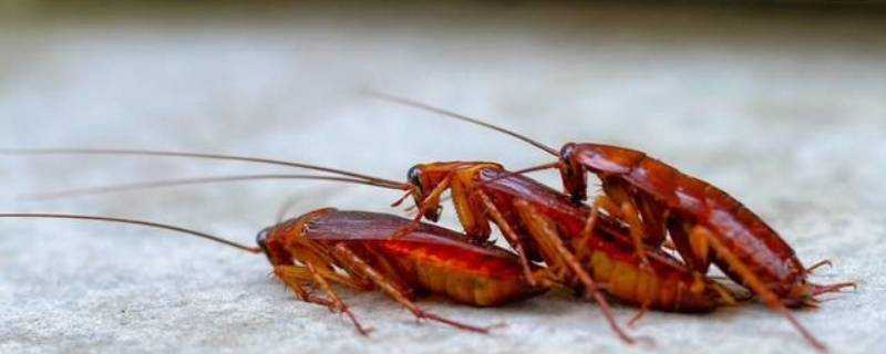 蟑螂能活多久?