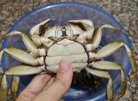 小螃蟹蒸多長時間