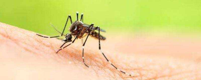 蚊子有毒性嗎