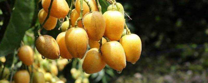 黃皮果是什麼水果