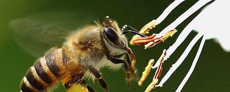 蜜蜂蟄了用牙膏行嗎