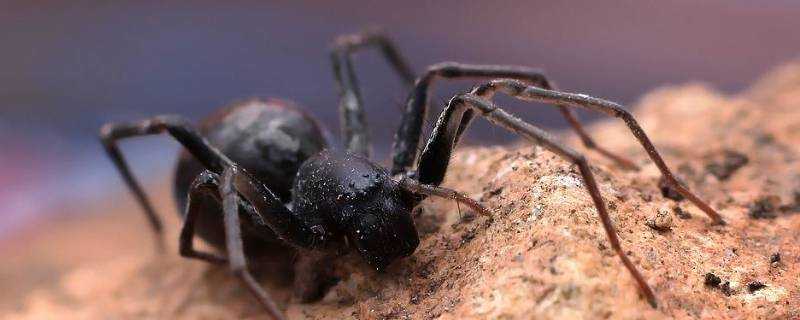 黑色蜘蛛有毒嗎