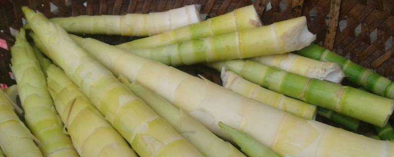 新鮮竹筍怎麼做好吃