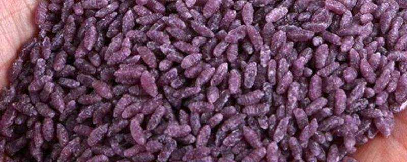 紫薯米是什麼米