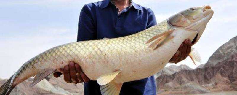 野釣草魚釣底還是釣浮