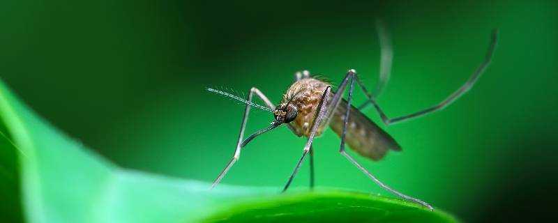 蚊子有公母之分嗎