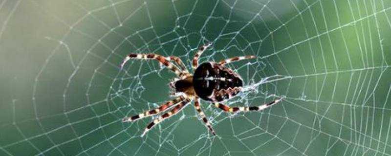 一般出現在家裡的蜘蛛有毒嗎