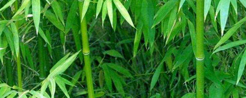 為什麼家裡不能種竹子