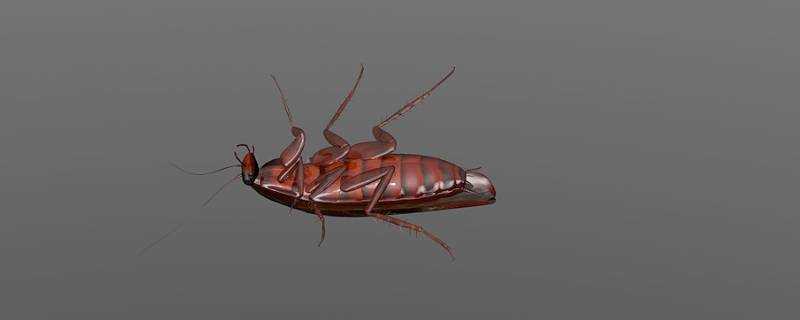 蟑螂冬天會自己死掉嗎