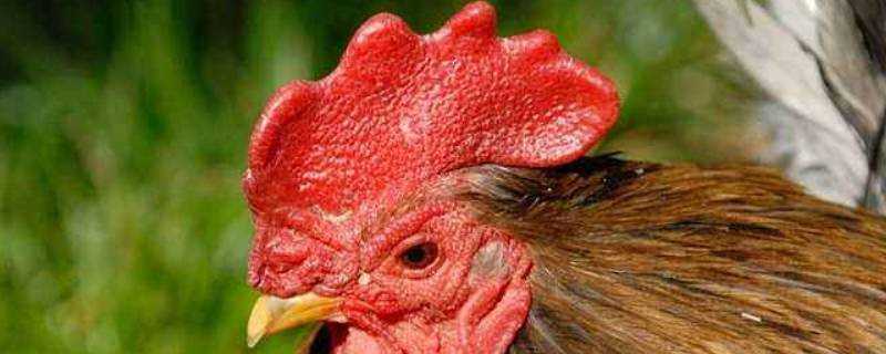 雞冠子有毒嗎能吃嗎