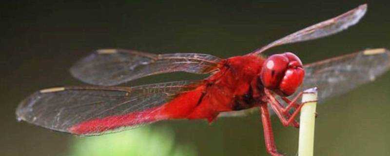 紅色蜻蜓象徵什麼意思