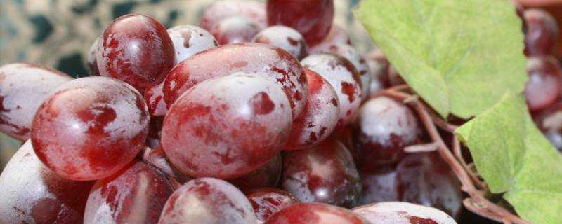 葡萄冷凍一年還能吃嗎