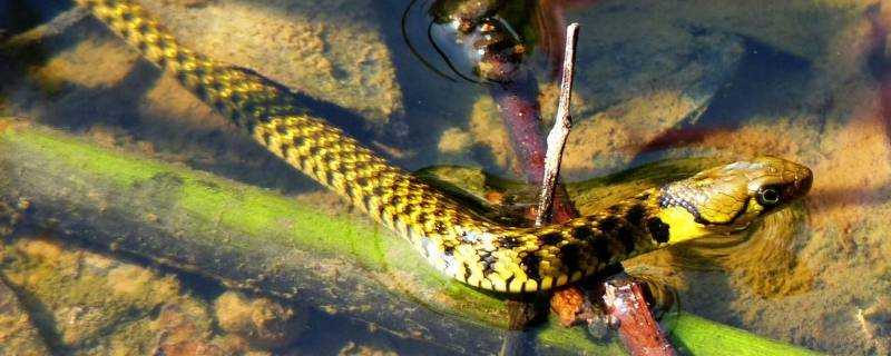 泥蛇有毒嗎