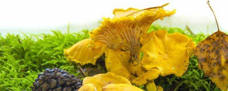 黃蘑菇怎麼儲存不生蟲子