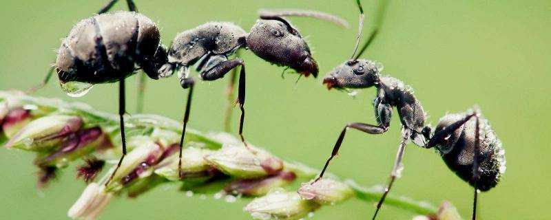螞蟻觸角的作用是什麼