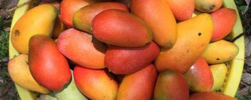 彩虹芒果硬的可以吃嗎
