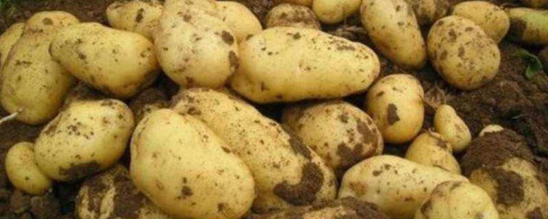 土豆幾月份種合適