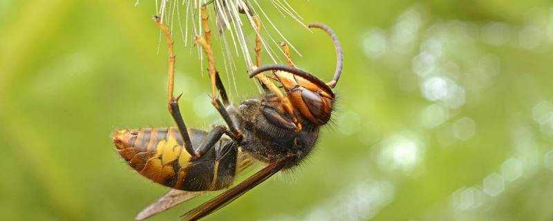 普通黃胡蜂有毒嗎