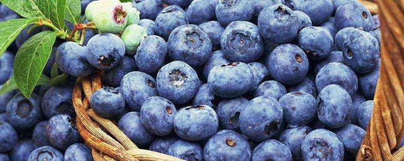 藍莓凍了化了還能吃嗎