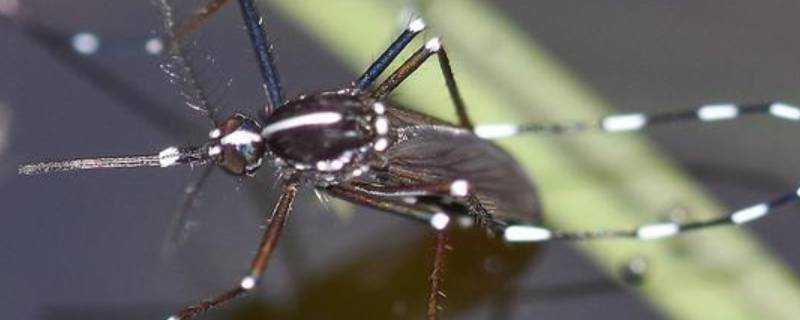 為什麼花蚊子那麼毒