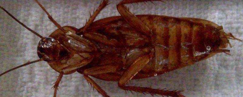 殺蟲劑能殺死蟑螂嗎