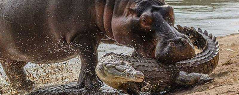 河馬怕鱷魚嗎