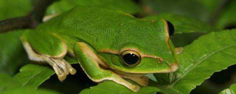 青蛙是恆溫動物嗎
