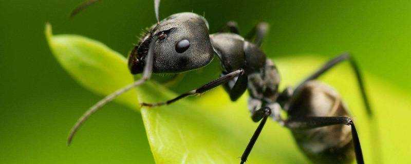 螞蟻用什麼來辨別氣味
