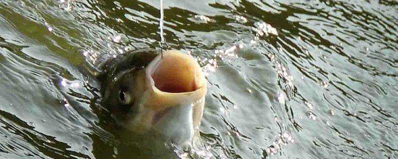 釣鯽魚用什麼打窩