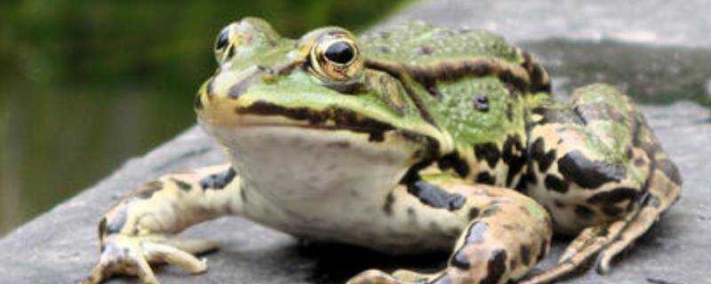 青蛙用什麼辨別氣味